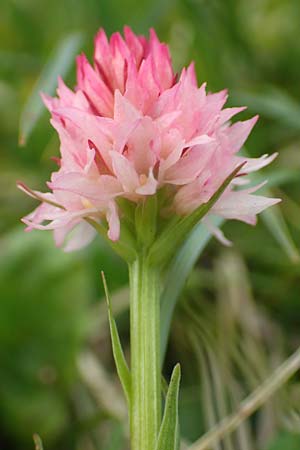 Nigritella widderi / Widder's Vanilla Orchid, A  Schneealpe 30.6.2020 