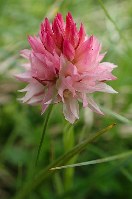 Nigritella widderi \ Widders Kohlröschen / Widder's Vanilla Orchid, A  Schneealpe 30.6.2020 