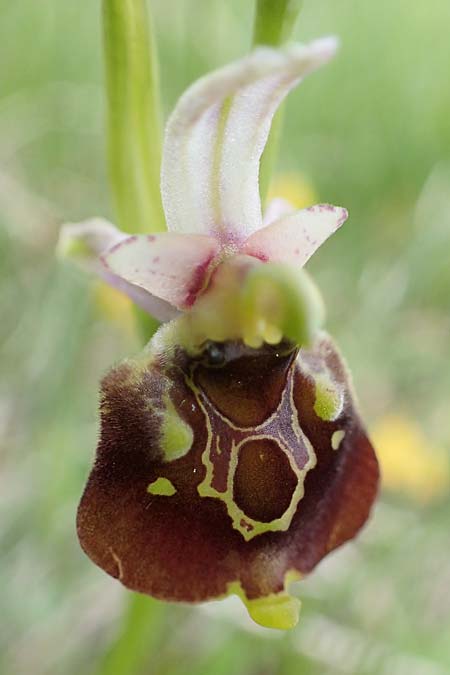 Ophrys holoserica / Late Spider Orchid, A  Perchtoldsdorf 7.5.2022 