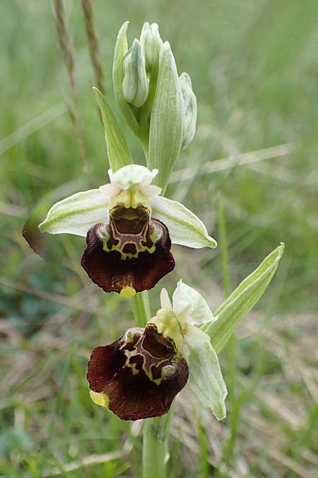 Ophrys holoserica / Late Spider Orchid, A  Perchtoldsdorf 7.5.2022 
