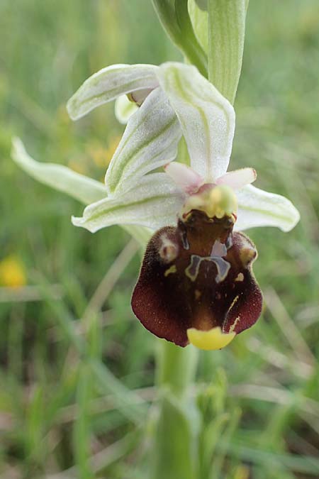 Ophrys holoserica \ Hummel-Ragwurz, A  Perchtoldsdorf 7.5.2022 