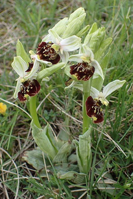 Ophrys holoserica \ Hummel-Ragwurz, A  Perchtoldsdorf 7.5.2022 