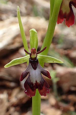 Ophrys insectifera \ Fliegen-Ragwurz / Fly Orchid, A  Kärnten/Carinthia, St. Paul im Lavanttal 16.5.2016 