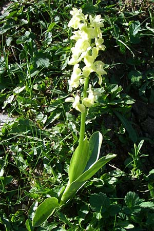 Orchis pallens \ Bleiches Knabenkraut, Blasses Knabenkraut / Pale-flowered Orchid, A  Menauer Alm 31.5.2008 