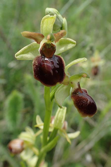 Ophrys sphegodes \ Spinnen-Ragwurz, A  Seewinkel, Apetlon 8.5.2022 