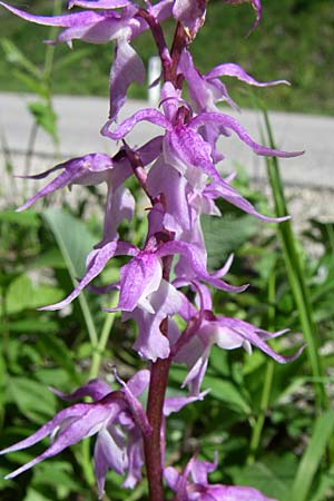 Orchis ovalis \ Prächtiges Knabenkraut / Splendid Early Purple Orchid, A  Menauer Alm 31.5.2008 