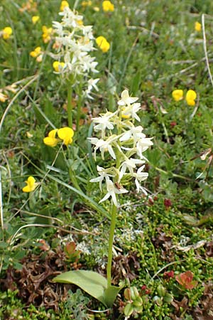 Platanthera bifolia subsp. latiflora \ Zweiblättrige Waldhyazinthe, Große Weiße Waldhyazinthe / Lesser Butterfly Orchid, A  Osttirol, Golzentipp 11.7.2019 