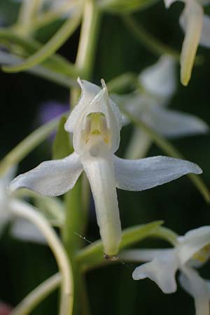 Platanthera muelleri \ Müllers Waldhyazinthe / Mueller's Butterfly Orchid, A  Gaal 27.6.2021 