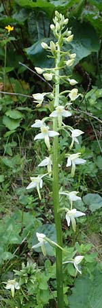 Platanthera bifolia subsp. latiflora \ Zweiblättrige Waldhyazinthe, Große Weiße Waldhyazinthe, A  Kärnten, Koralpe 4.7.2023 