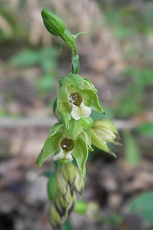 Epipactis pontica \ Pontische Ständelwurz / Pontic Helleborine, A  Burgenland, Punitz 2.8.2011 