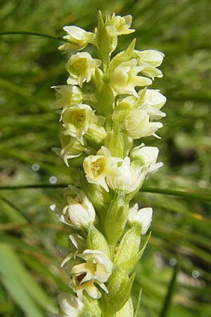 Pseudorchis albida \ Weiße Höswurz / Small White Orchid, A  Malta - Tal / Valley 19.7.2010 