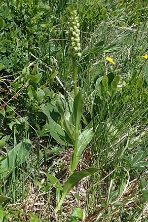 Pseudorchis albida \ Weiße Höswurz / Small White Orchid, A  Seetaler Alpen, Zirbitzkogel 28.6.2021 