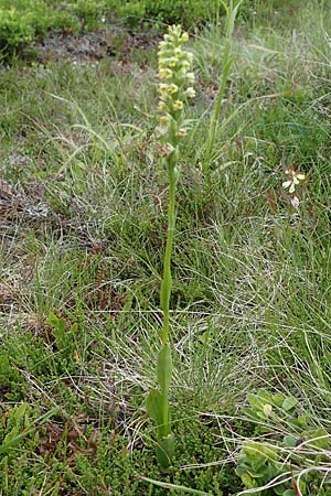 Pseudorchis albida \ Weiße Höswurz, A  Seckauer Tauern, Rosenkogel 30.6.2021 