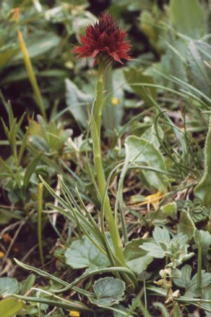 Nigritella rhellicani \ Schwarzes Kohlröschen / Vanilla Orchid, A  Hahntennjoch 15.7.1987 