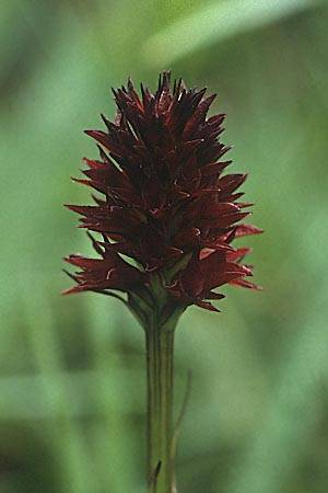 Nigritella rhellicani \ Schwarzes Kohlröschen / Vanilla Orchid, A  Hahntennjoch 16.7.1987 