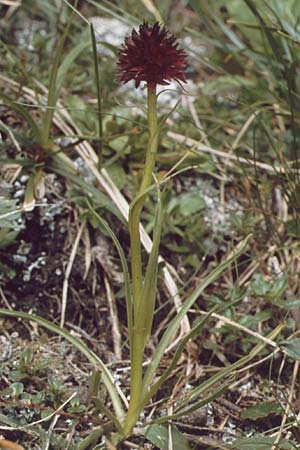 Nigritella rhellicani \ Schwarzes Kohlröschen / Vanilla Orchid, A  Elbigenalb 16.8.1987 