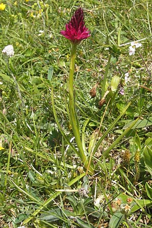 Nigritella rubra \ Rotes Kohlröschen / Red Vanilla Orchid, A  Trenchtling 3.7.2010 