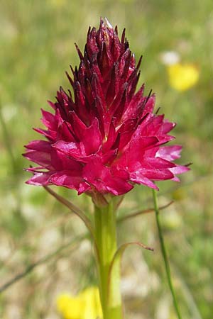 Nigritella rubra \ Rotes Kohlröschen / Red Vanilla Orchid, A  Trenchtling 3.7.2010 