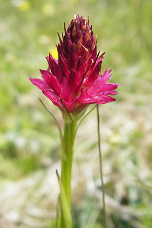 Nigritella rubra \ Rotes Kohlröschen / Red Vanilla Orchid, A  Trenchtling 3.7.2010 