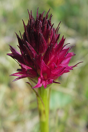 Nigritella rubra \ Rotes Kohlröschen, A  Trenchtling 3.7.2010 