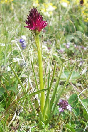 Nigritella rubra \ Rotes Kohlröschen, A  Trenchtling 3.7.2010 