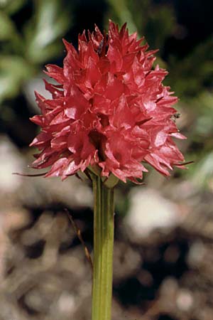 Nigritella bicolor \ Zweifarbiges Kohlröschen / Two-Colored Vanilla Orchid, A  Widderstein 17.8.1987 