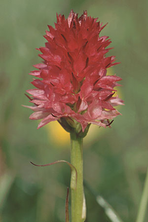 Nigritella bicolor \ Zweifarbiges Kohlröschen / Two-Colored Vanilla Orchid, A  Bürgeralm Aflenz 11.7.1995 