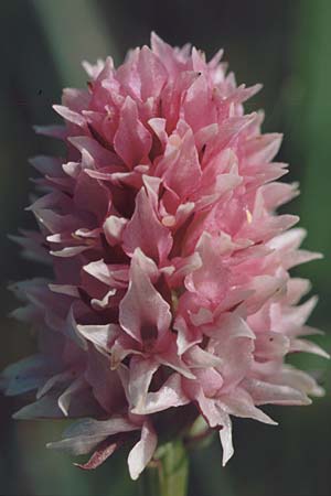 Nigritella stiriaca \ Steirisches Kohlröschen / Stirian Vanilla Orchid, A  St.Wolfgang 9.7.1995 