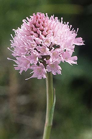 Traunsteinera globosa \ Rote Kugelorchis / Globe Orchid, A  Widderstein 12.7.1987 