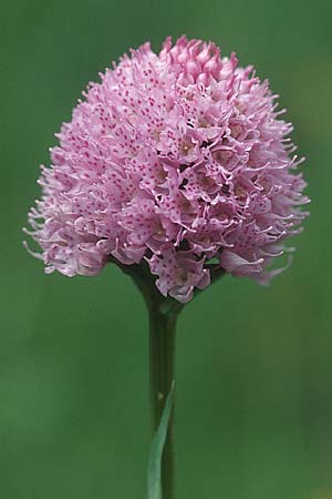 Traunsteinera globosa \ Rote Kugelorchis / Globe Orchid, A  Lienzer Dolomiten 7.8.2004 