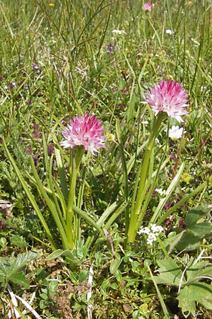 Nigritella widderi \ Widders Kohlröschen, A  Trenchtling 3.7.2010 