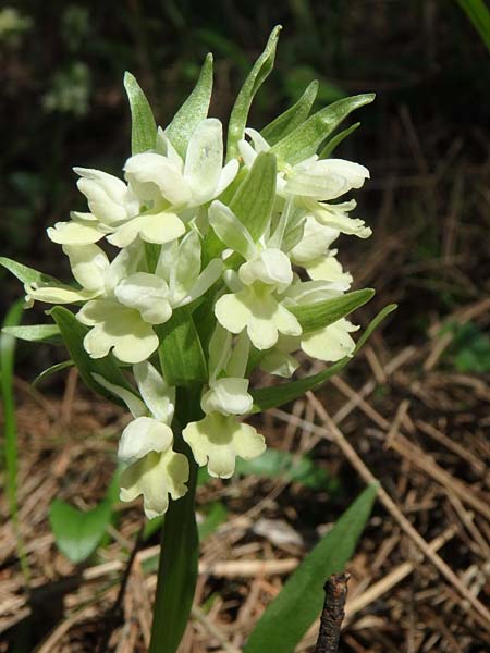 Dactylorhiza flavescens \ Gelbliche Fingerwurz / Yellowish Orchid, Aserbaidschan/Azerbaijan,  Shaki 1.5.2019 (Photo: Luc Segers)