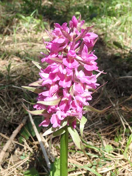 Dactylorhiza flavescens \ Gelbliche Fingerwurz, Aserbaidschan,  Shaki 1.5.2019 (Photo: Luc Segers)