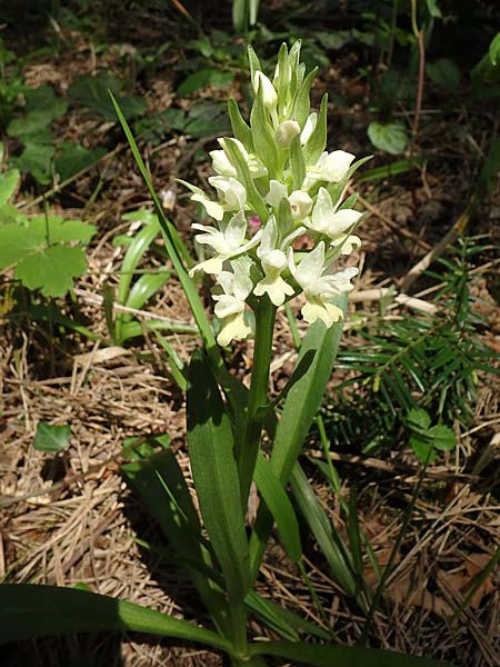 Dactylorhiza flavescens \ Gelbliche Fingerwurz, Aserbaidschan,  Shaki 1.5.2019 (Photo: Luc Segers)