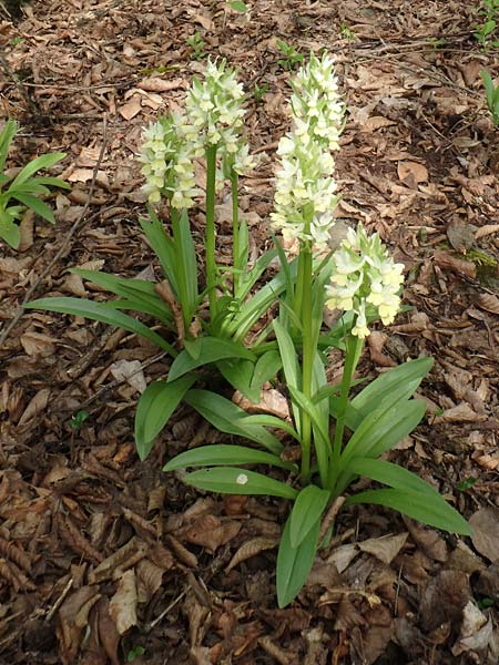 Dactylorhiza flavescens \ Gelbliche Fingerwurz / Yellowish Orchid, Aserbaidschan/Azerbaijan,  Shaki 1.5.2019 (Photo: Luc Segers)