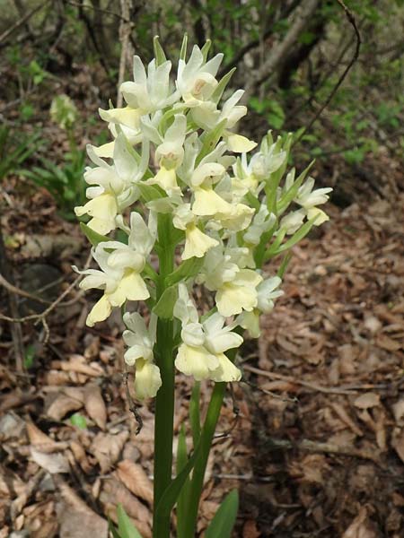 Dactylorhiza flavescens \ Gelbliche Fingerwurz, Aserbaidschan,  Shaki 1.5.2019 (Photo: Luc Segers)