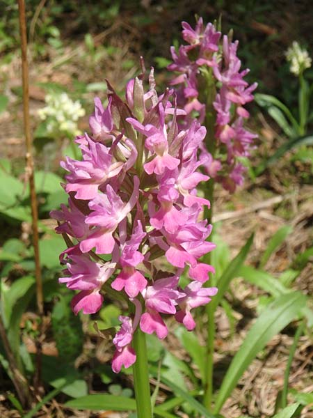 Dactylorhiza flavescens \ Gelbliche Fingerwurz, Aserbaidschan,  Shaki 1.5.2019 (Photo: Luc Segers)