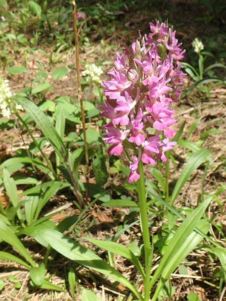 Dactylorhiza flavescens \ Gelbliche Fingerwurz / Yellowish Orchid, Aserbaidschan/Azerbaijan,  Shaki 1.5.2019 (Photo: Luc Segers)