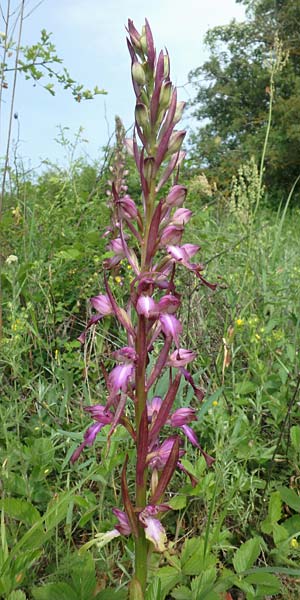 Himantoglossum formosum \ Schöne Riemenzunge, Kaukasische Riemenzunge / Caucasian Lizard Orchid, Aserbaidschan/Azerbaijan,  Quba 25.5.2019 (Photo: Luc Segers)