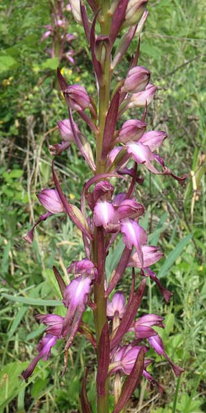 Himantoglossum formosum \ Schöne Riemenzunge, Kaukasische Riemenzunge, Aserbaidschan,  Quba 25.5.2019 (Photo: Luc Segers)