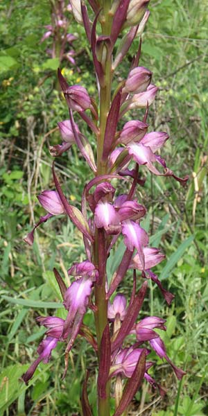 Himantoglossum formosum \ Schöne Riemenzunge, Kaukasische Riemenzunge / Caucasian Lizard Orchid, Aserbaidschan/Azerbaijan,  Quba 25.5.2019 (Photo: Luc Segers)