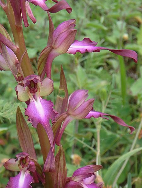 Himantoglossum formosum \ Schöne Riemenzunge, Kaukasische Riemenzunge / Caucasian Lizard Orchid, Aserbaidschan/Azerbaijan,  Quba 25.5.2019 (Photo: Luc Segers)