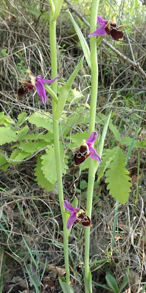 Ophrys abchasica \ Abchasische Ragwurz / Abchasian Bee Orchid, Aserbaidschan/Azerbaijan,  Shaki 2.5.2019 (Photo: Luc Segers)