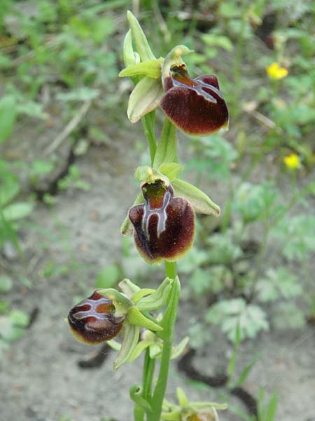 Ophrys caucasica \ Kaukasus-Ragwurz / Caucasian Bee Orchid, Aserbaidschan/Azerbaijan,  Ashagi - Imamgulukend 4.5.2019 (Photo: Luc Segers)