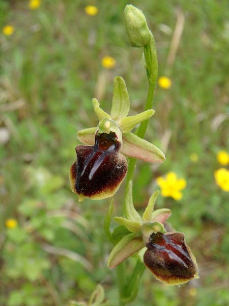 Ophrys caucasica \ Kaukasus-Ragwurz / Caucasian Bee Orchid, Aserbaidschan/Azerbaijan,  Ashagi - Imamgulukend 4.5.2019 (Photo: Luc Segers)