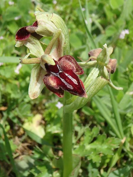 Ophrys cyclocheila \ Rundlippige Ragwurz, Aserbaidschan,  Lerik 29.4.2019 (Photo: Luc Segers)