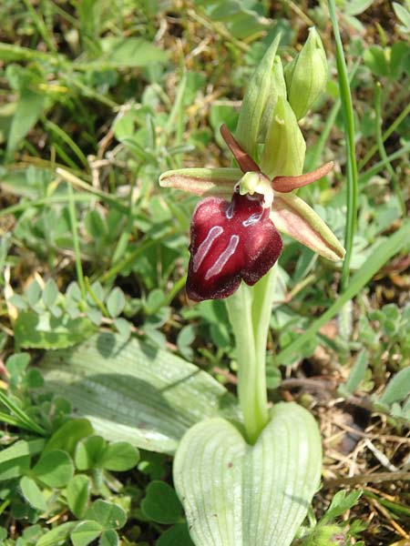 Ophrys cyclocheila \ Rundlippige Ragwurz, Aserbaidschan,  Lerik 29.4.2019 (Photo: Luc Segers)