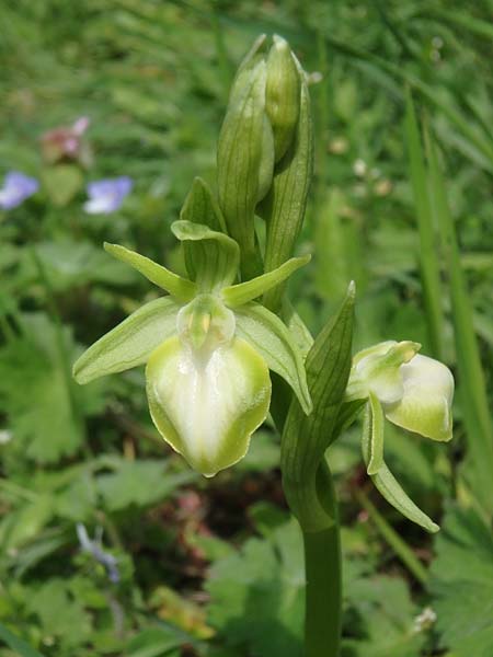 Ophrys cyclocheila \ Rundlippige Ragwurz (Farbvariante), Aserbaidschan,  Lerik 29.4.2019 (Photo: Luc Segers)