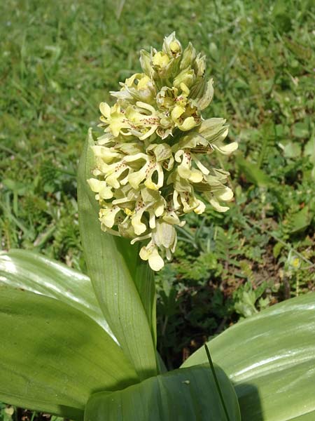 Orchis adenocheila \ Drüsenlippen-Knabenkraut / Glandular-Lip Orchid, Aserbaidschan/Azerbaijan,  Lerik 29.4.2019 (Photo: Luc Segers)