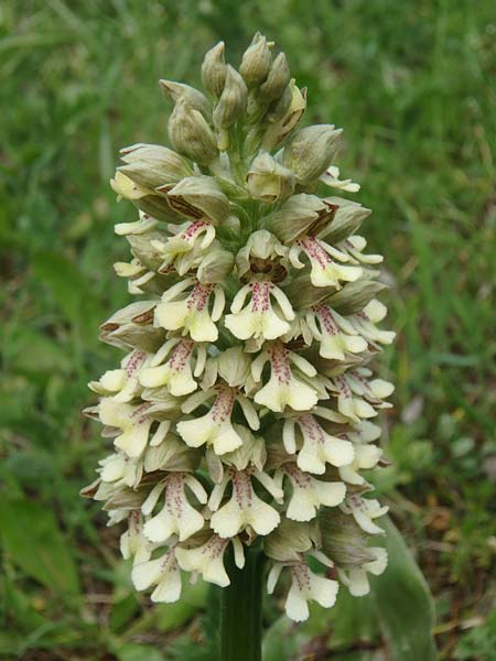 Orchis adenocheila / Glandular-Lip Orchid, Azerbaijan,  Lerik 29.4.2019 (Photo: Luc Segers)